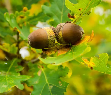 中 壢 無 菜單 鐵 板 燒