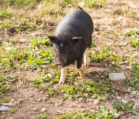 中 壢 鐵 板 燒 推薦